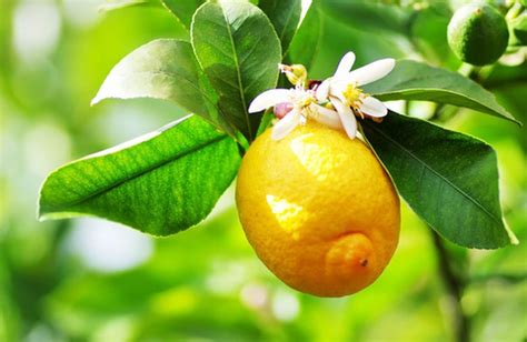 Foto di un rigoglioso albero di limone con frutti e fiori