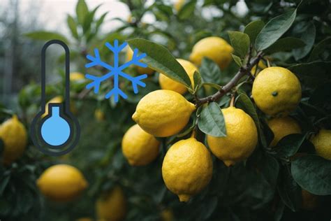 Schema delle temperature ideali e tollerate per la coltivazione del limone