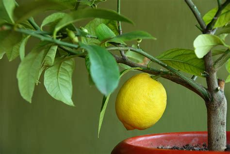 Foto di una pianta di limone in vaso protetta per l'inverno con telo in tessuto non tessuto
