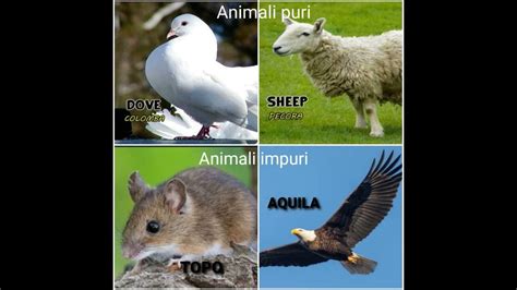 Infografica che illustra la distinzione tra animali puri e impuri secondo il Levitico.