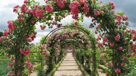 foto di rose e fichi in un giardino d'inverno