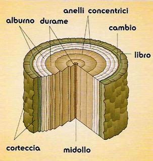 Sezione trasversale di un tronco d'albero cavo, habitat dell'Osmoderma eremita