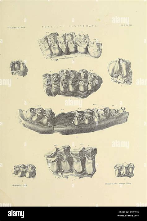 Illustrazione antica che raffigura un verme dei denti