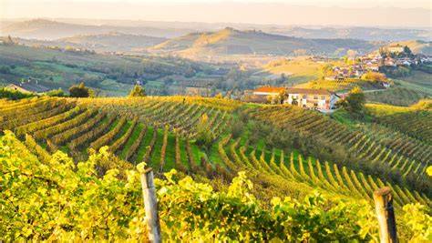 Panoramica delle colline del Monferrato con vigneti