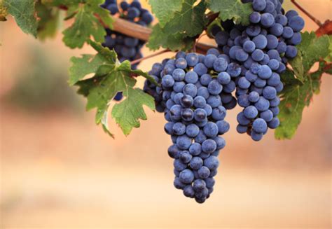 immagini di giare d'acqua e un grappolo d'uva