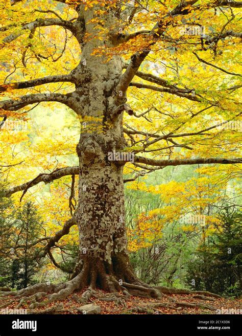 Albero robusto con frutti luminosi in contrasto con un albero secco con spine