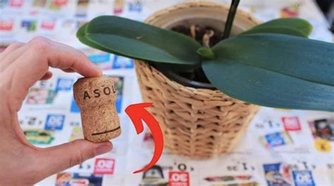 Schema su come tagliare i tappi di sughero per la base e il fondale
