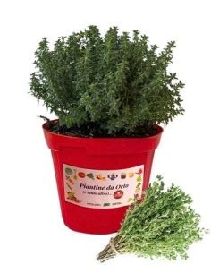 Varietà di piantine aromatiche in vaso pronte per la vendita.