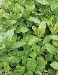 Foglie di diverse varietà di menta.