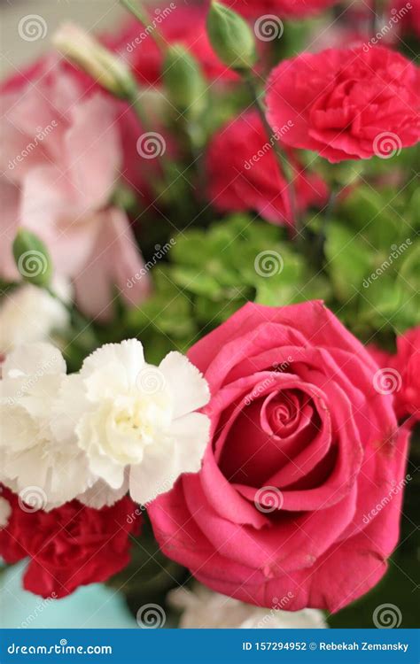 Composizione di garofani rossi, rosa e bianchi per mostrare la varietà di colori