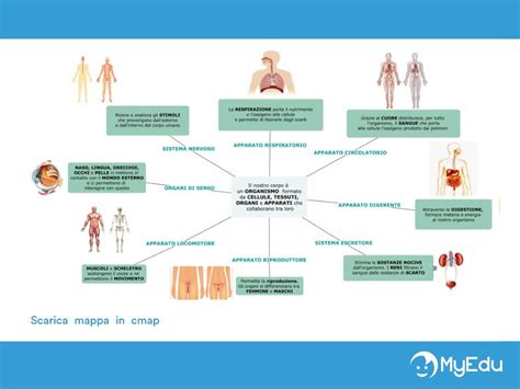 Schema degli effetti della sepsi meningococcica fulminante sul corpo umano