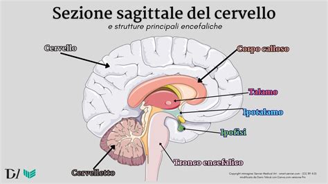 rappresentazione stilizzata di un cervello che connette settori diversi, come medicina e economia