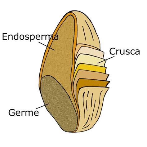 Immagine simbolica di un chicco di grano che germoglia