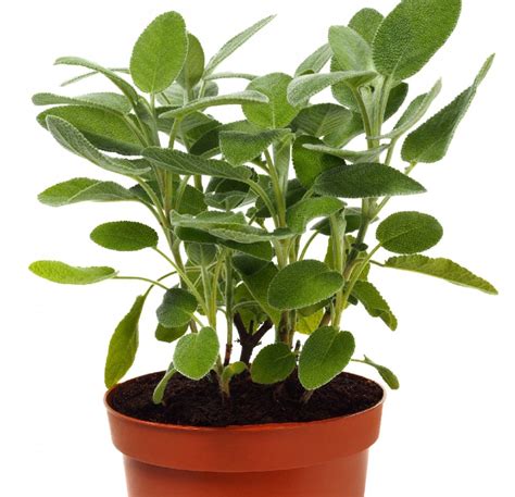 Mini piantine aromatiche (basilico, salvia) come bomboniere