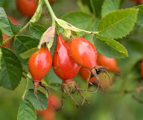 Dettaglio scultoreo della Rosa Canina con cinque petali