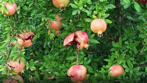 Dettaglio scultoreo di frutta, inclusi melograni