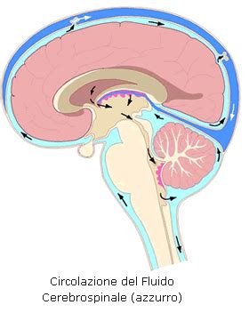 Schema del sistema ventricolare cerebrale e circolazione del liquor