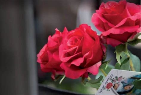 Rosa fiorita d'inverno portata a Santa Rita malata
