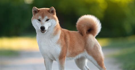 Foto di un cane con indosso un piccolo zaino da pellegrino su un sentiero del Cammino di Santiago