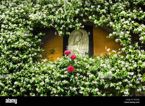 illustrazione di Cuor di Maria e Gelsomino della Madonna in un giardino