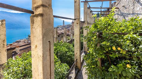 Illustrazione delle antiche limonaie di Limone sul Garda con i caratteristici pilastri e le pertiche per la protezione degli alberi.