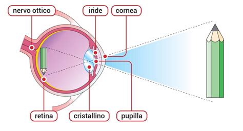 Schema: La visione di Mons. Negri su Male e Società
