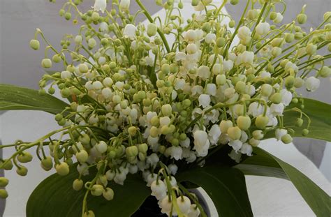 Illustrazione di un mazzetto di mughetti con le loro caratteristiche foglie verdi e fiori a campanella.