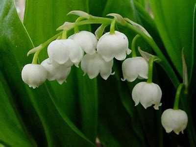 Schema botanico del mughetto, evidenziando foglie, fiori e bulbo.