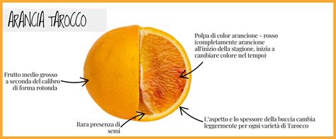 tarocco dell'Imperatore