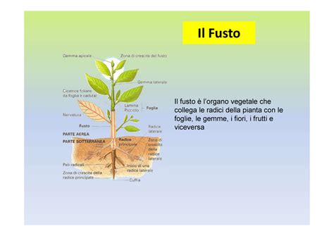 illustrazione di una pianta di basilico con fusto nero e foglie mosce, tipica della fusariosi