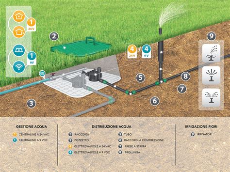 infografica sui metodi corretti e scorretti di irrigazione del basilico