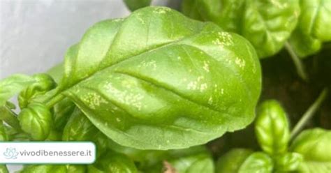 foto di foglie di basilico con macchie marroni o scure dovute a peronospora