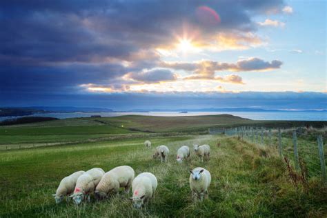 Vista panoramica di un paesaggio irlandese con pecore al pascolo