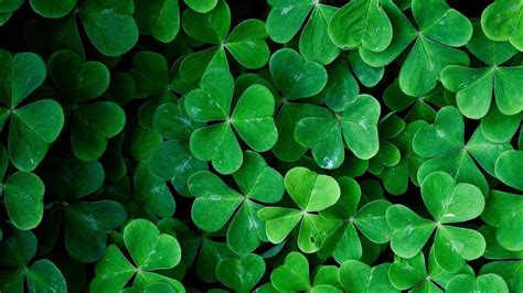 Simbolo del trifoglio (shamrock)