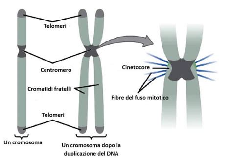 cromosomi umani con telomeri evidenziati in giallo