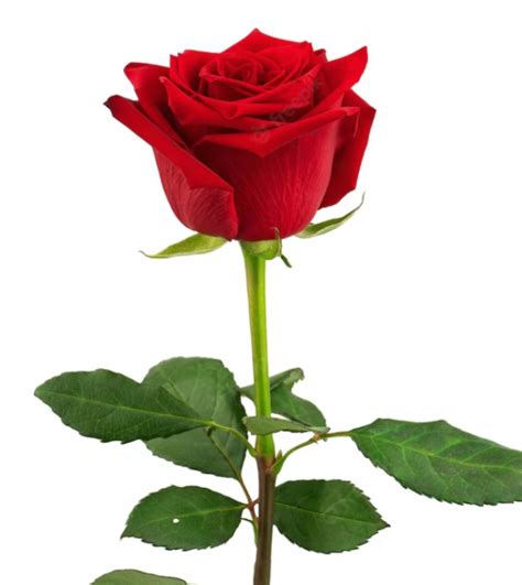 Immagine di una rosa in fiore con petali delicati