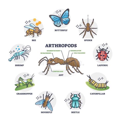 Illustrazione di artropodi dannosi per le colture agricole