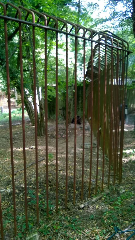 Un'immagine di Bruno, l'orso bruno, nel suo recinto nel bosco presso il Santuario di San Romedio.