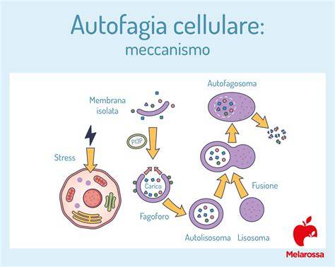 Infografica che illustra il processo di autofagia e il ruolo della proteina AMBRA1