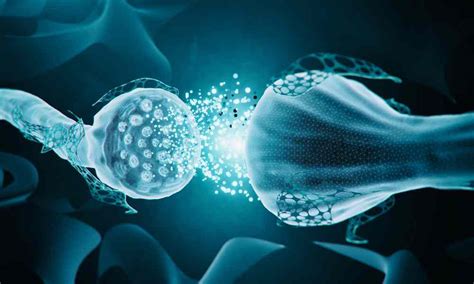 infografica che mostra i percorsi della preghiera sul cervello e sui neurotrasmettitori