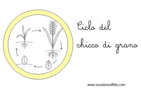 Illustrazione simbolica di un chicco di grano che germoglia trasformandosi in spiga
