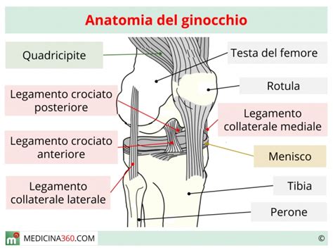 Schema anatomico del ginocchio e artroplastica