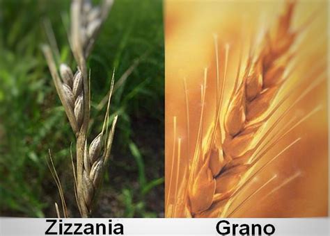 Illustrazione di un campo con grano e zizzania che crescono insieme