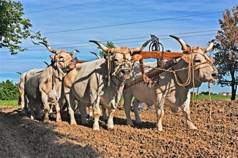 Un aratro con un giogo su buoi che lavorano un campo, simbolo di fatica redentrice