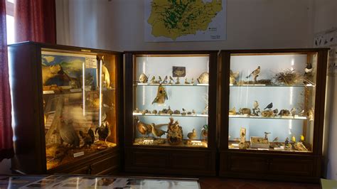Diorama con uccelli e nidi nel Museo Naturalistico del Roero