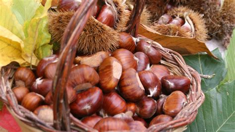 Foto di canestri artigianali o di castagne Roscetta della Valle Roveto
