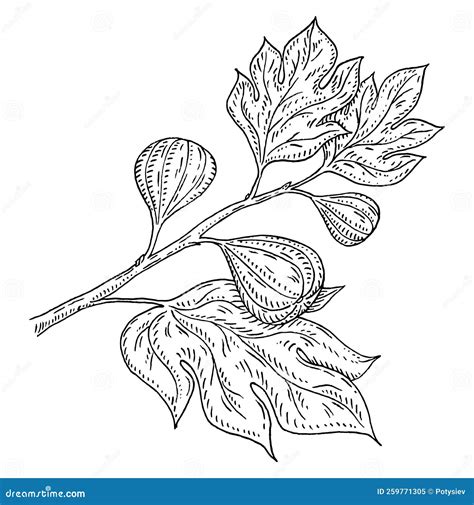 Illustrazione di un albero di fico con foglie e frutti