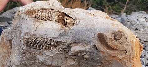 fossili di rudiste nella roccia del Monte Sant'Angelo