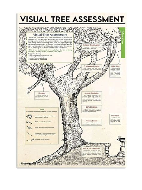 Infografica che illustra il processo di Visual Tree Assessment (V.T.A.) e la classificazione del rischio degli alberi