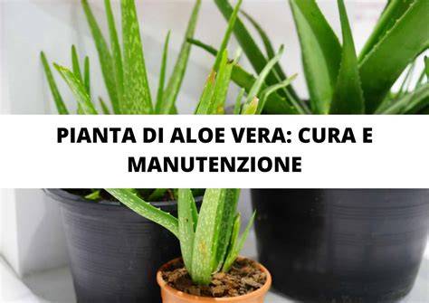 Pianta di Aloe Vera e foglie di Basilico affiancate